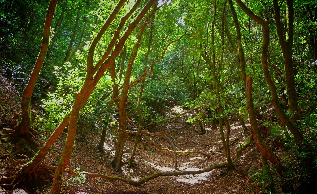 Green Forests in North Tenerife