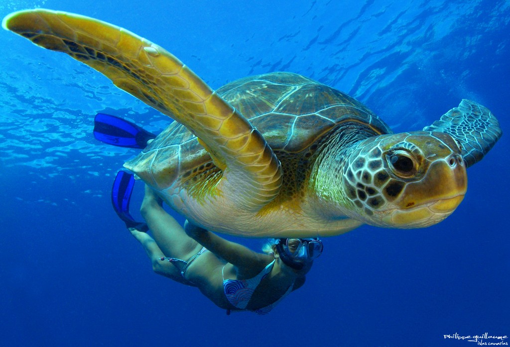 Diving with Green turtles Tenerife