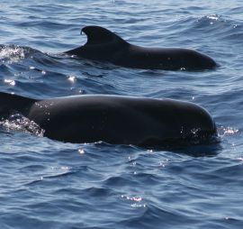 whale-watching