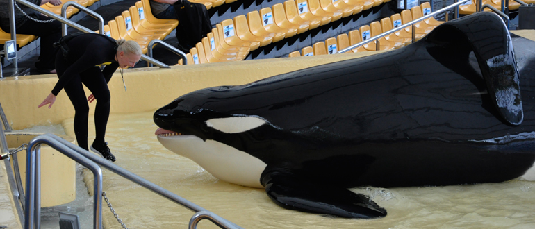 orca-show-loro-parque orca-show-loro-parque
